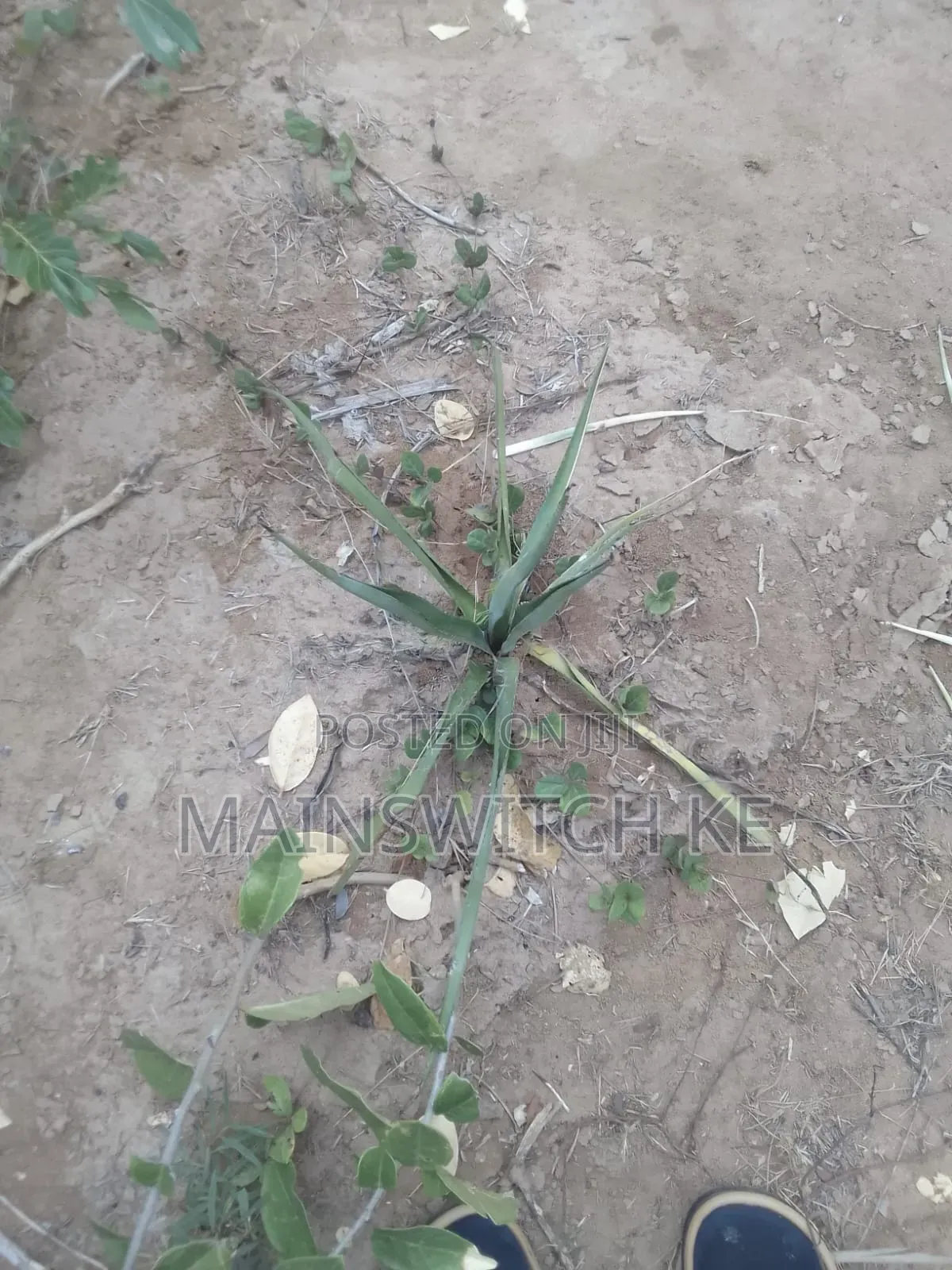 3 Acres With Adjudication Numbers Waiting for Tittle Deed for Sale in Magarini