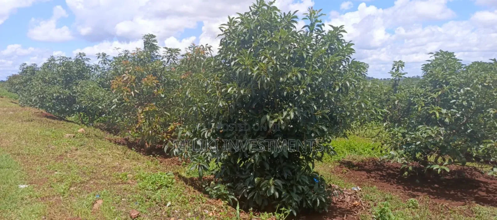 225 Acres on Sale at Thika Near Delmonte in Makongeni / Thika