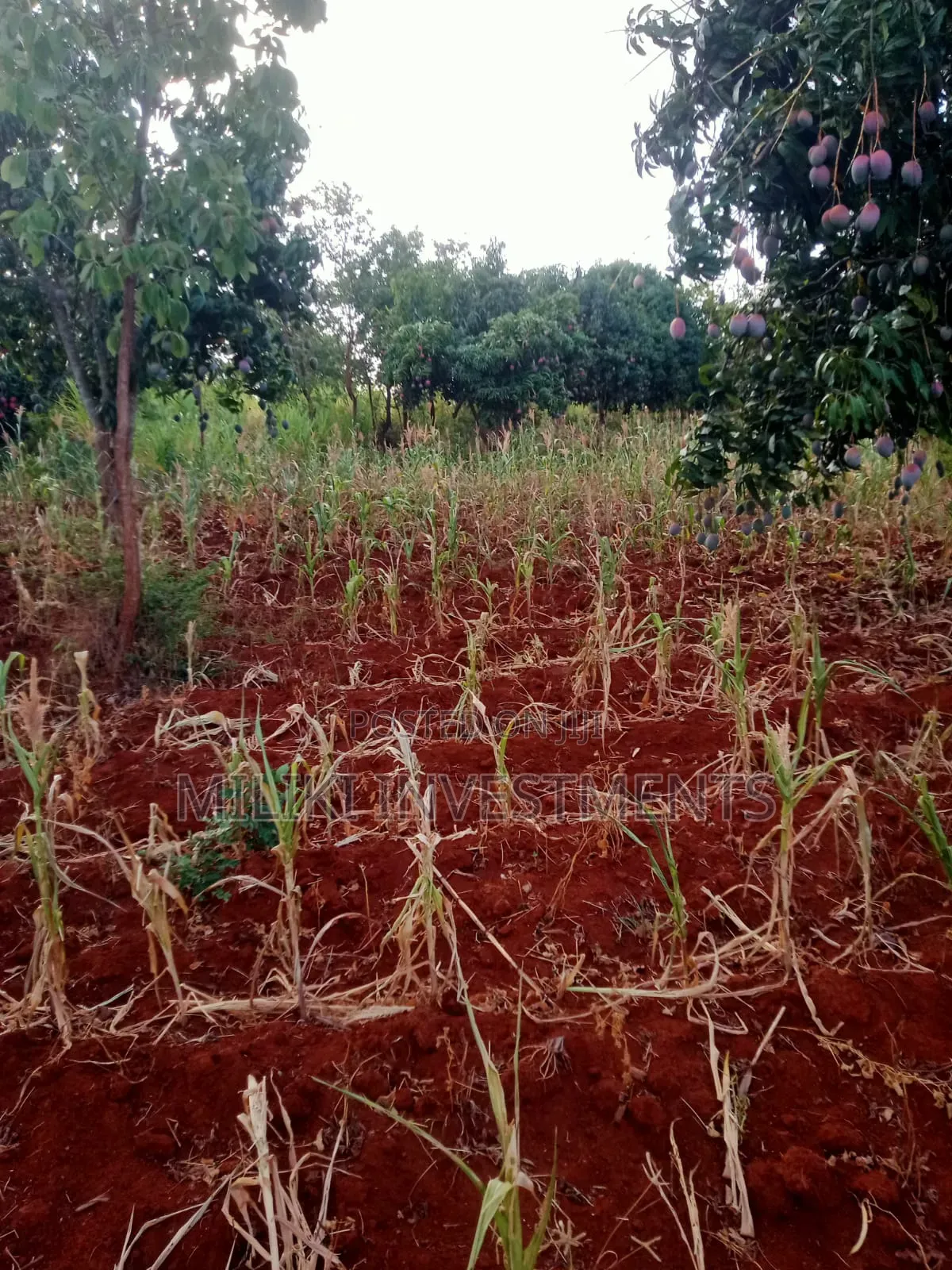 4 Acres of Land on Sale at Makuyu-Murang'A in Makuyu