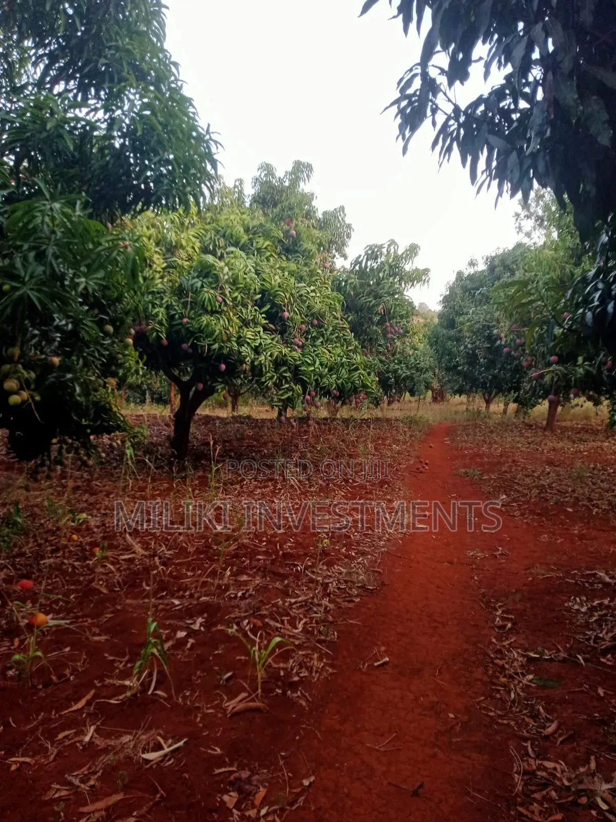 4 Acres of Land on Sale at Makuyu-Murang'A in Makuyu