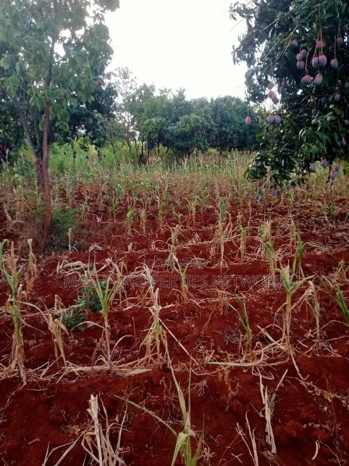 4 Acres Murang'a Makuyu for Sale in Makuyu