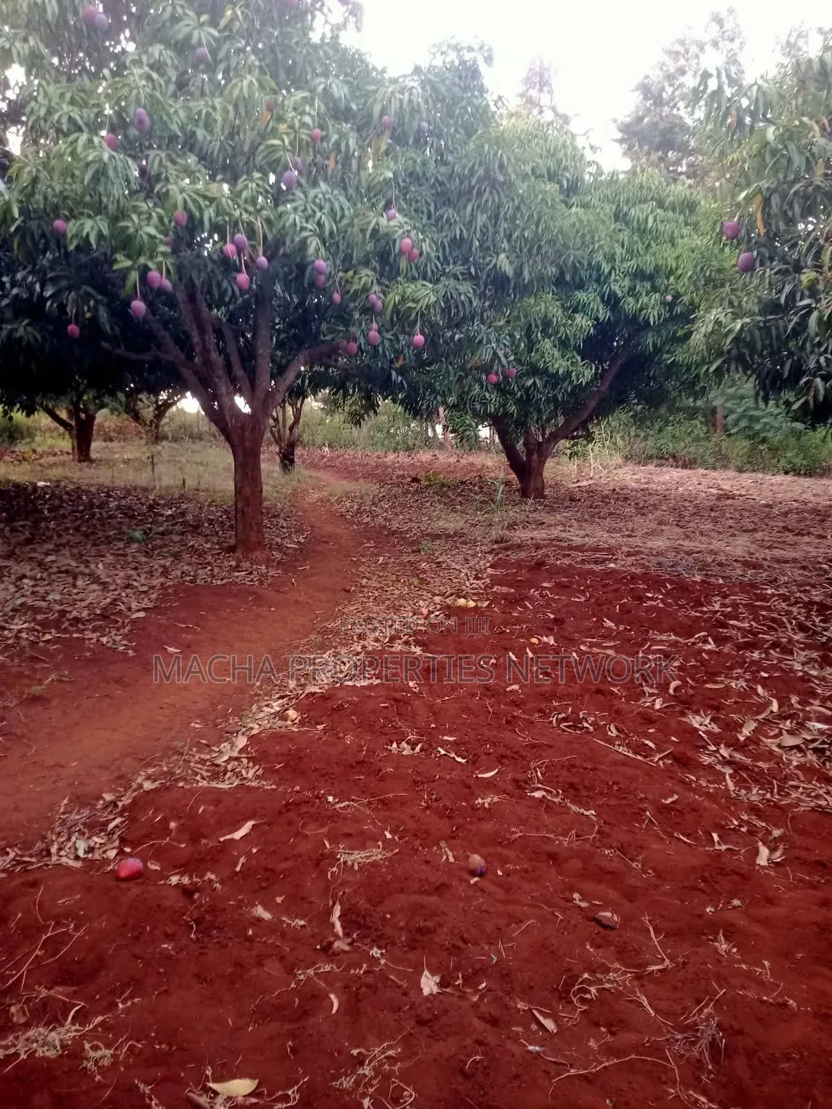 4 Acres Murang'a Makuyu for Sale in Makuyu
