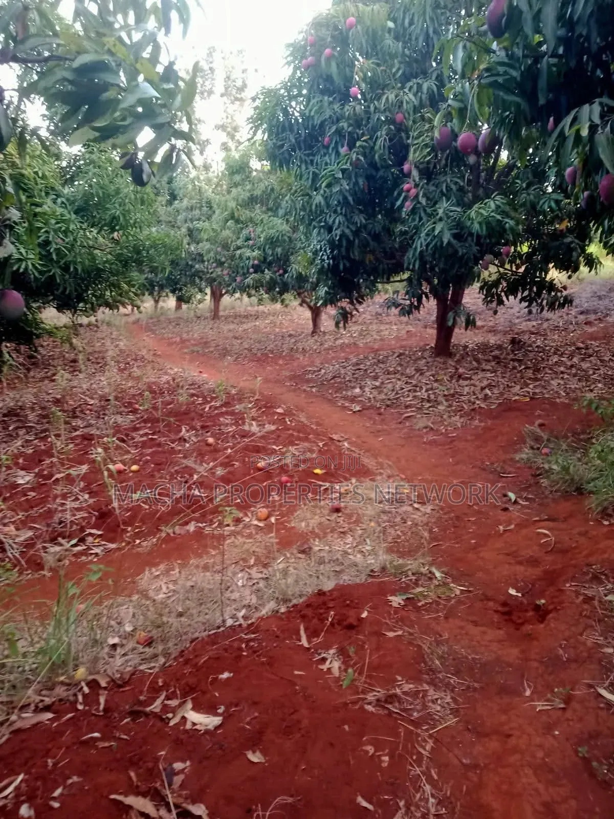 4 Acres Murang'a Makuyu for Sale in Makuyu