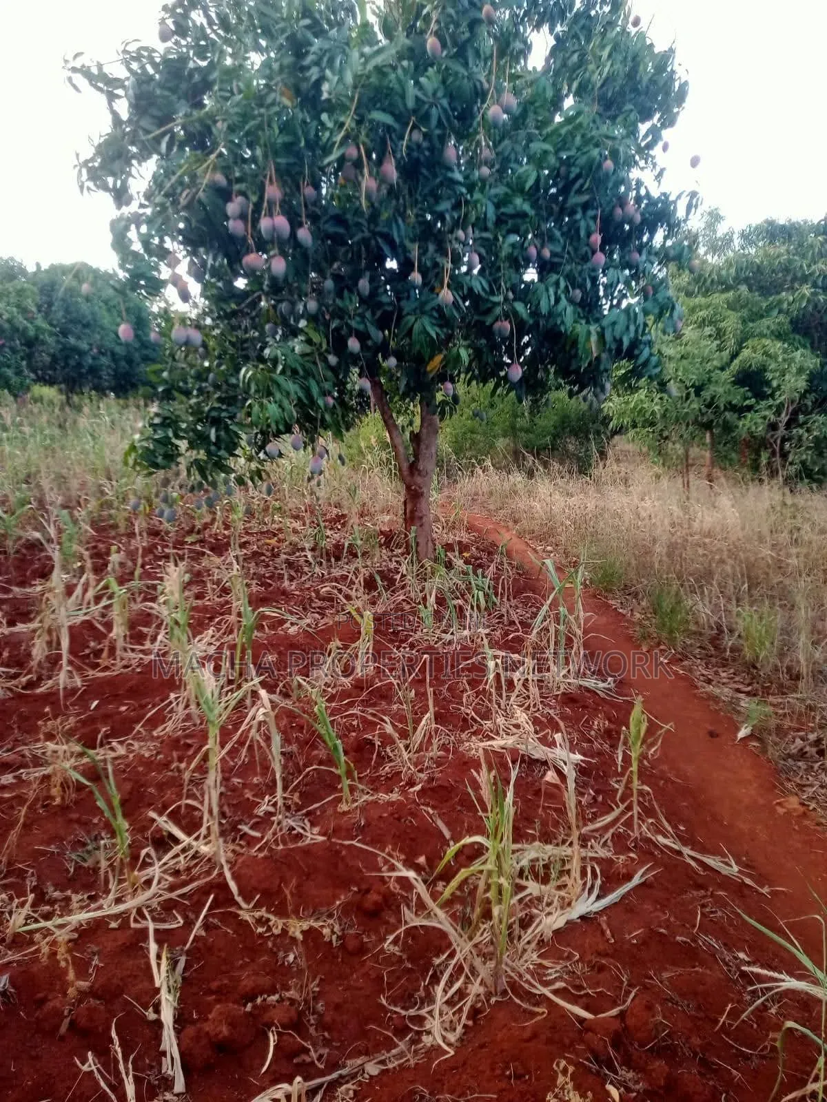 4 Acres Murang'a Makuyu for Sale in Makuyu