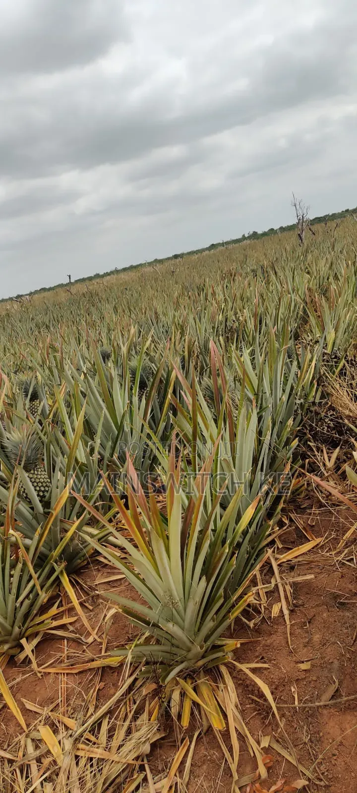 Own a Parcel of Land in Marafa, Kilifi County . in Magarini
