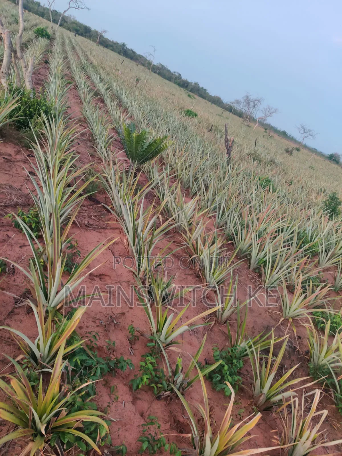 Own a Parcel of Land in Marafa, Kilifi County . in Magarini