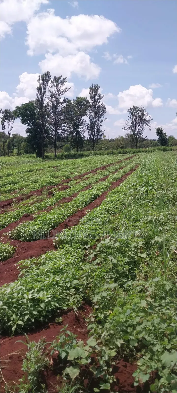 8 Acres on Sale at Makatuno-Sagana in Rongai