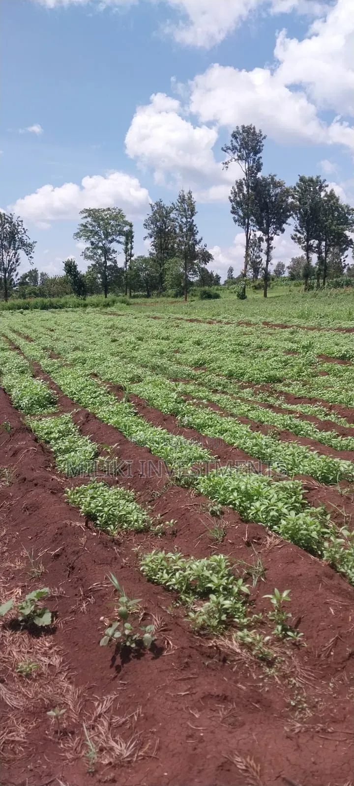 8 Acres on Sale at Makatuno-Sagana in Rongai