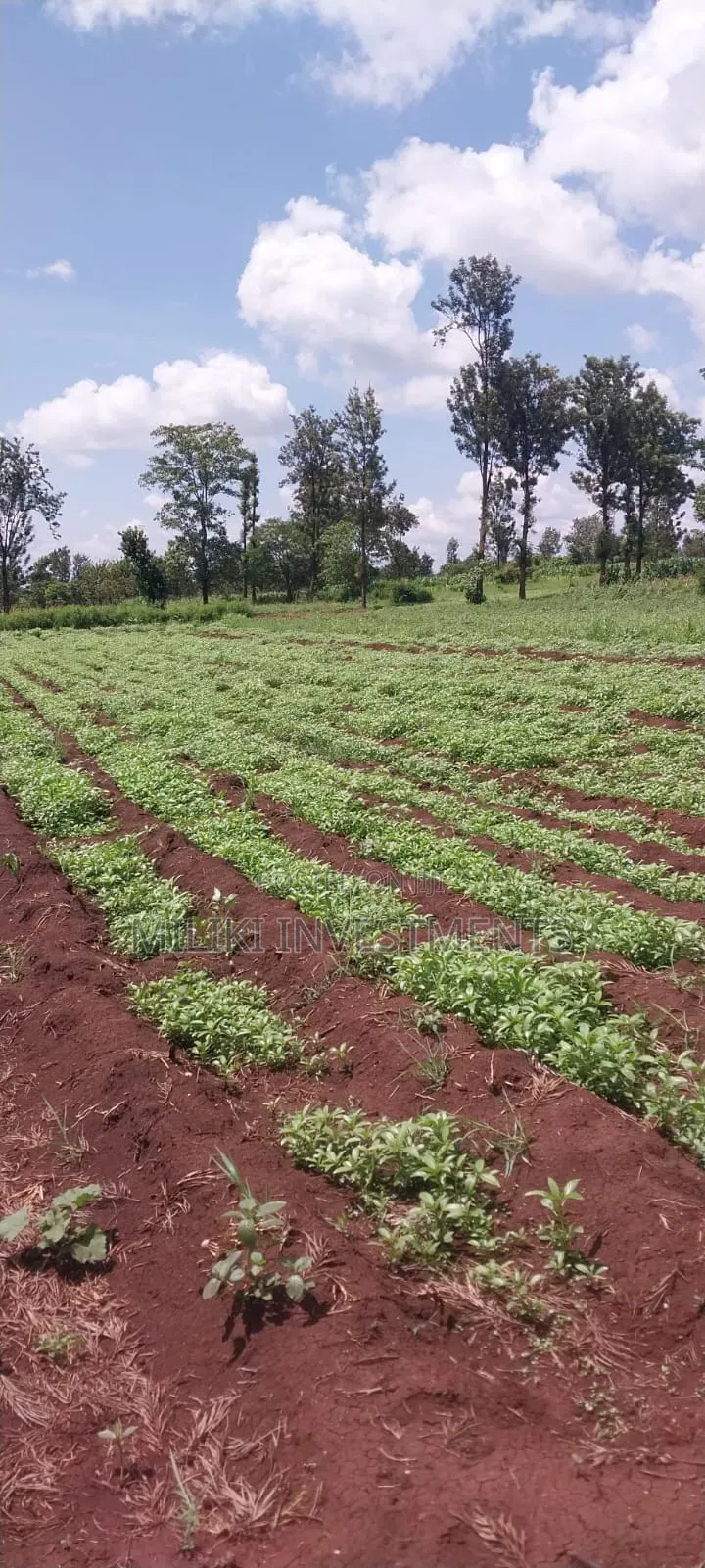 8 Acres on Sale at Makatuno-Sagana in Rongai