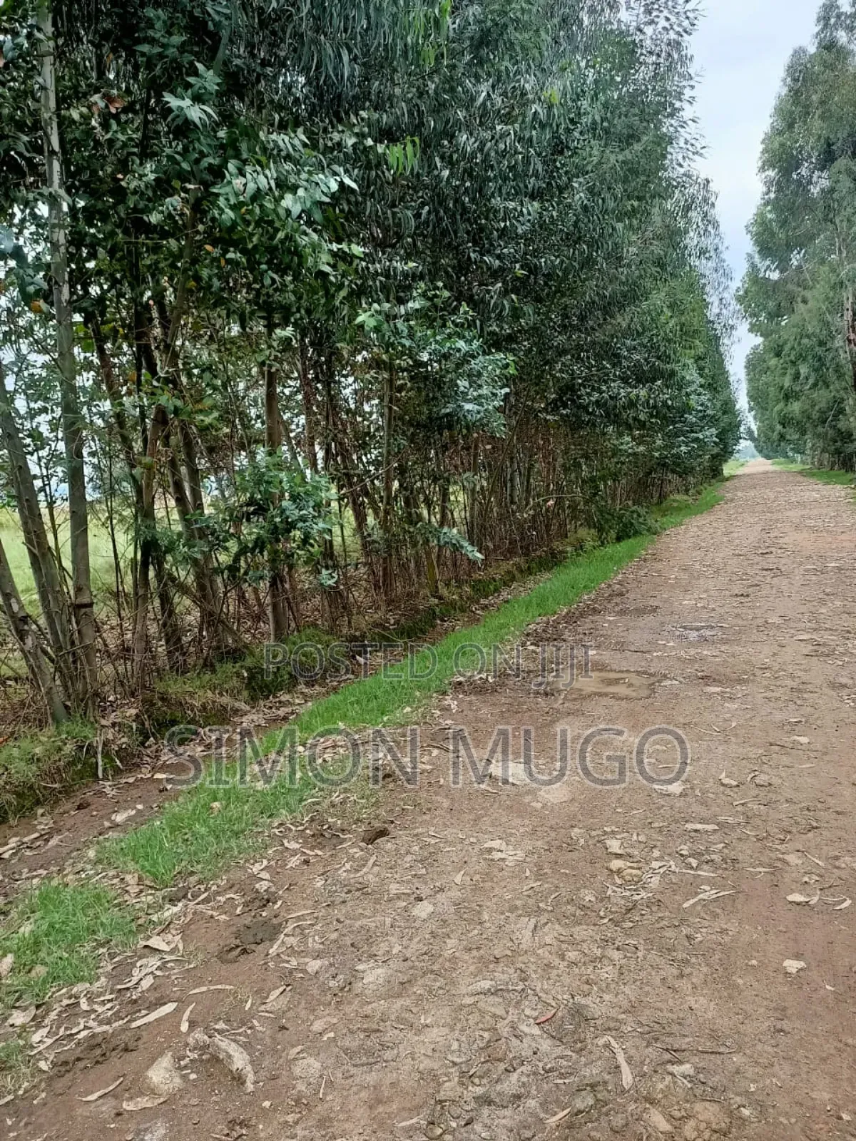 Nyahururu Mairu Inya Prime Agricultural 25 Acres on Tarmac Road in Nyahururu