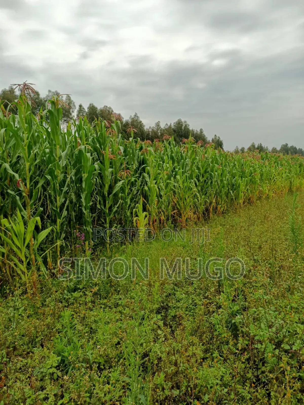 Nyahururu Mairu Inya Prime Agricultural 25 Acres on Tarmac Road in Nyahururu