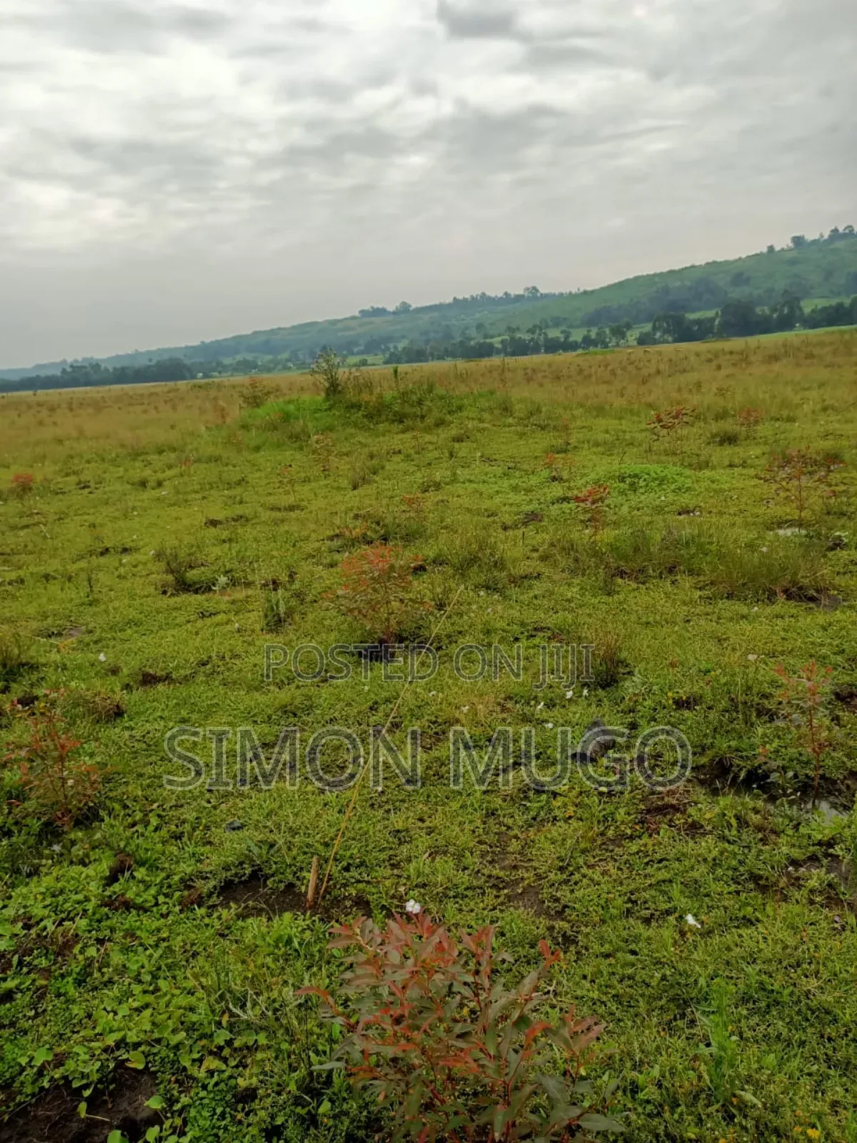 Nyahururu Mairu Inya Prime Agricultural 25 Acres on Tarmac Road in Nyahururu