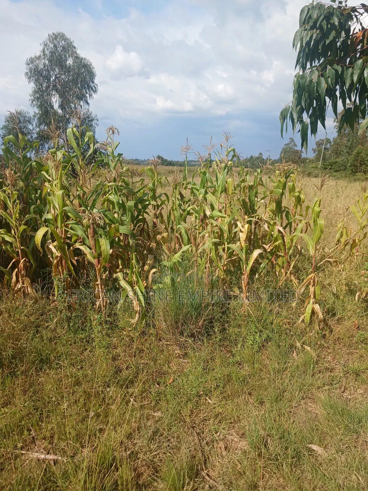 2 Acres Prime Land for Sale in Ngarua -Kinamba in Kinamba