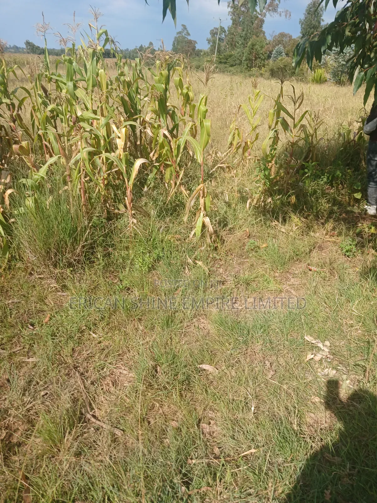 2 Acres Prime Land for Sale in Ngarua -Kinamba in Kinamba