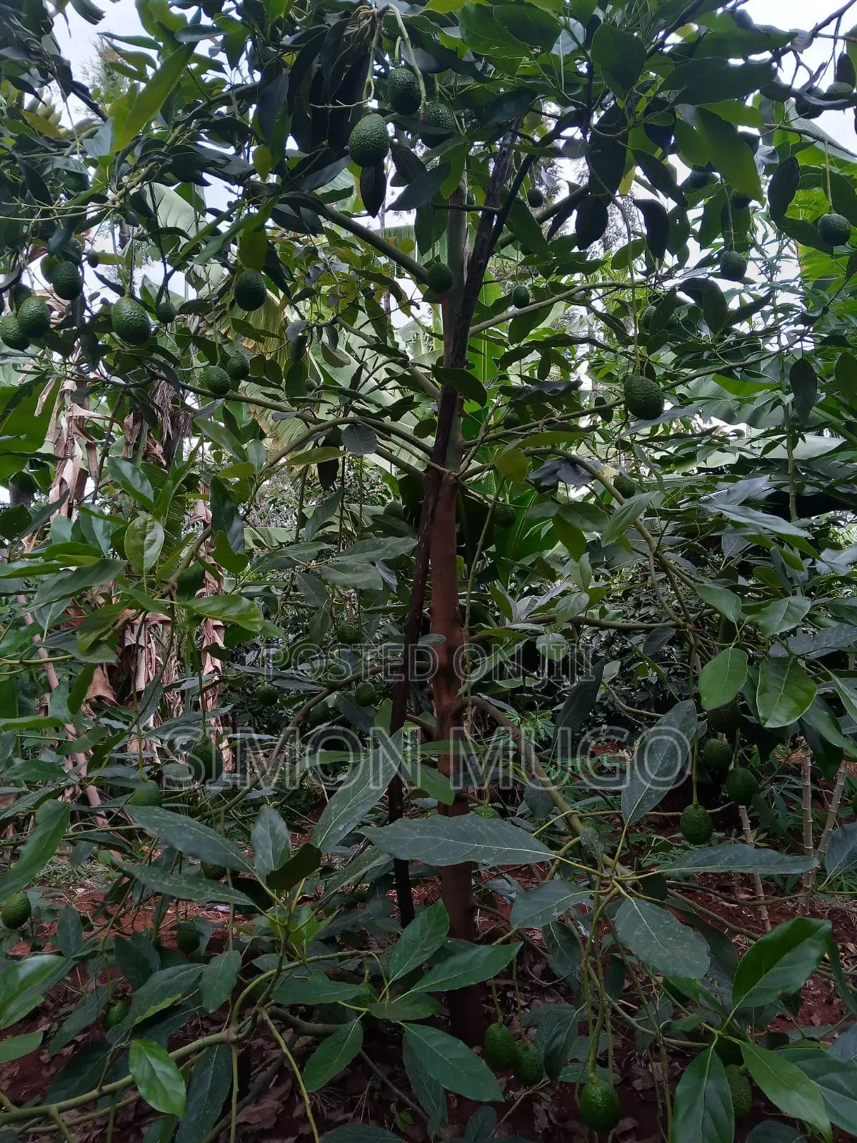 Komothai Kiambu Prime 3/4 Acres With Mature Avocado in Komothai
