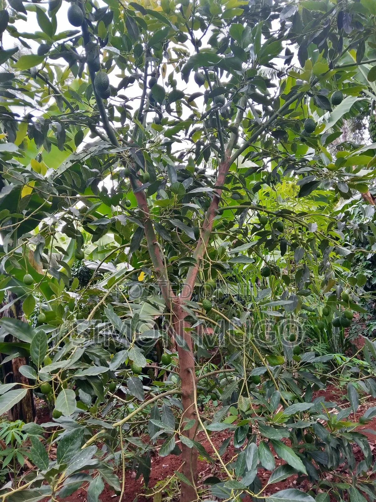 Komothai Kiambu Prime 3/4 Acres With Mature Avocado in Komothai