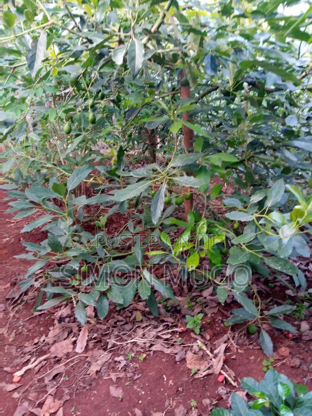 Komothai Kiambu Prime 3/4 Acres With Mature Avocado in Komothai
