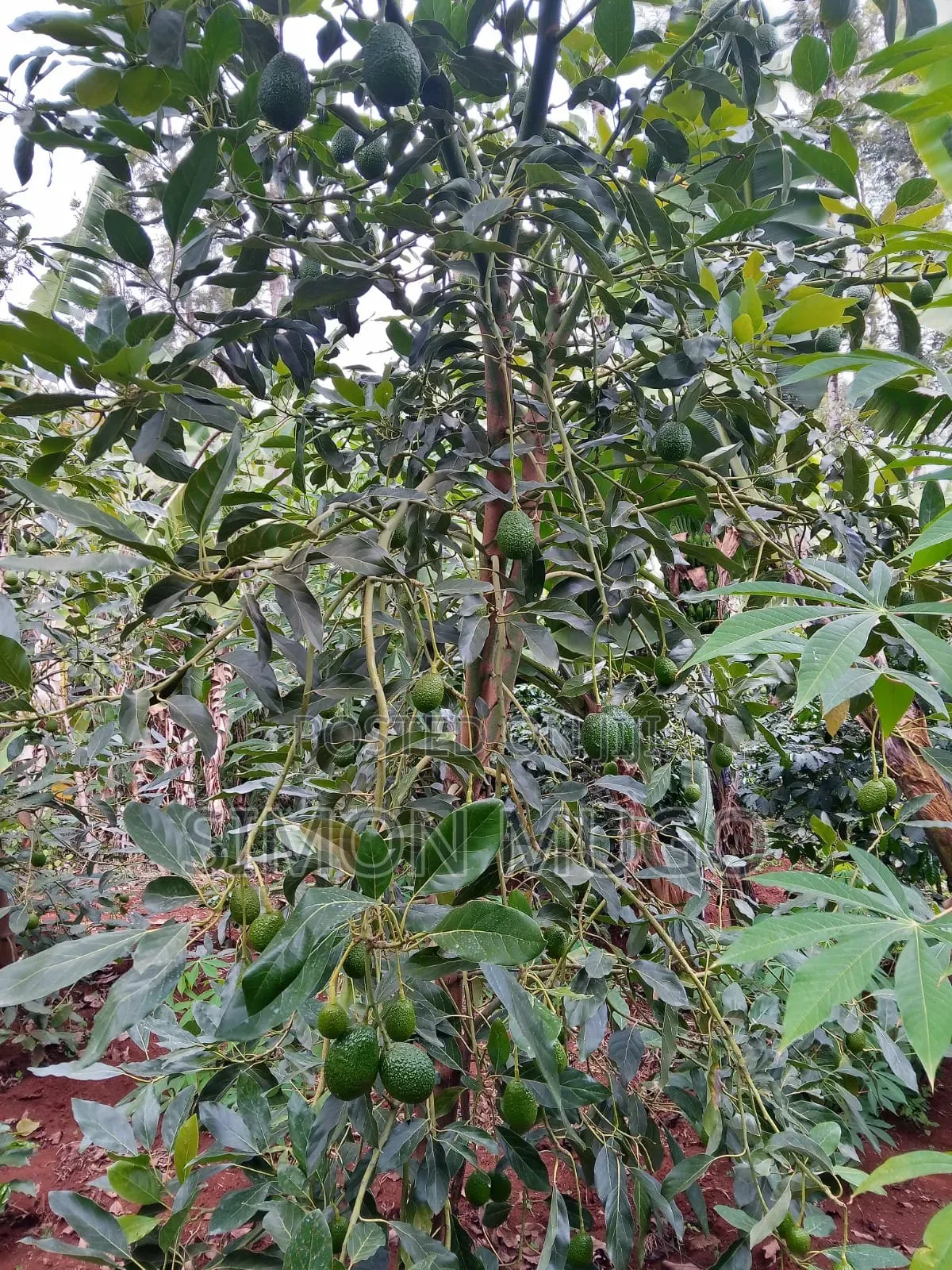 Komothai Kiambu Prime 3/4 Acres With Mature Avocado in Komothai