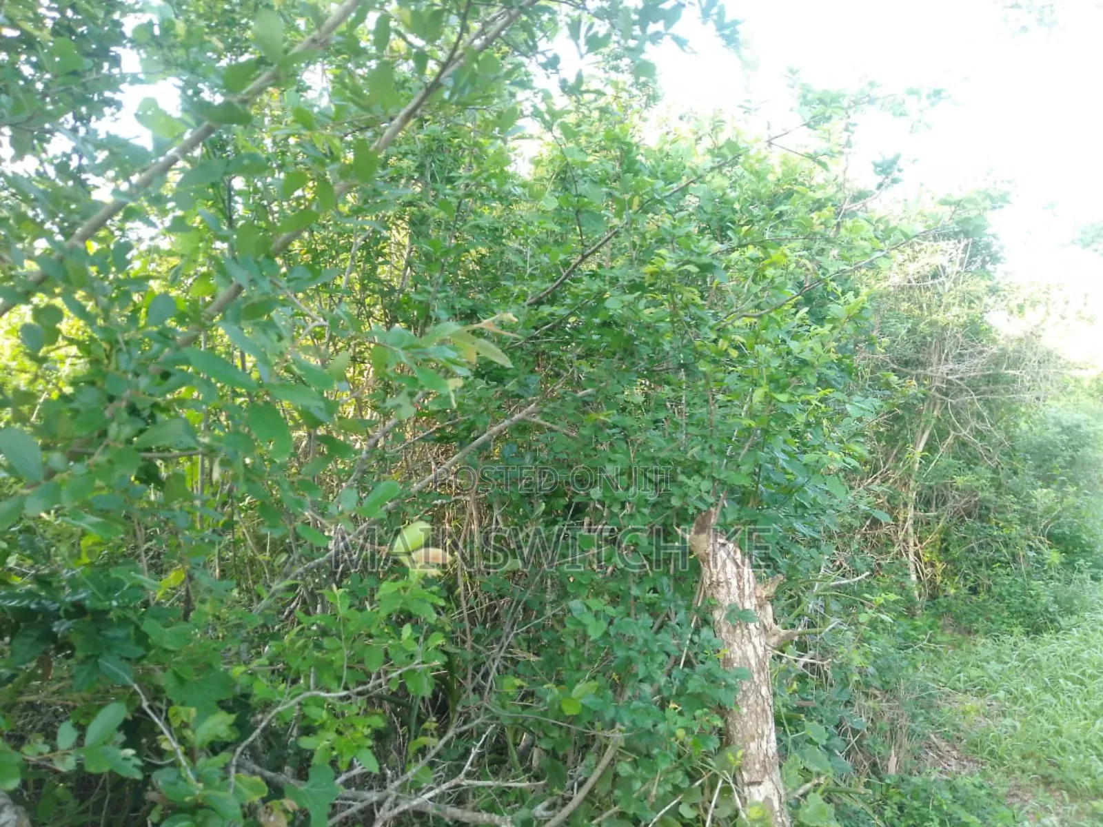 150 Acres With Tittle Deed for Sale in Sosoni, Marafa Kilifi County in Magarini