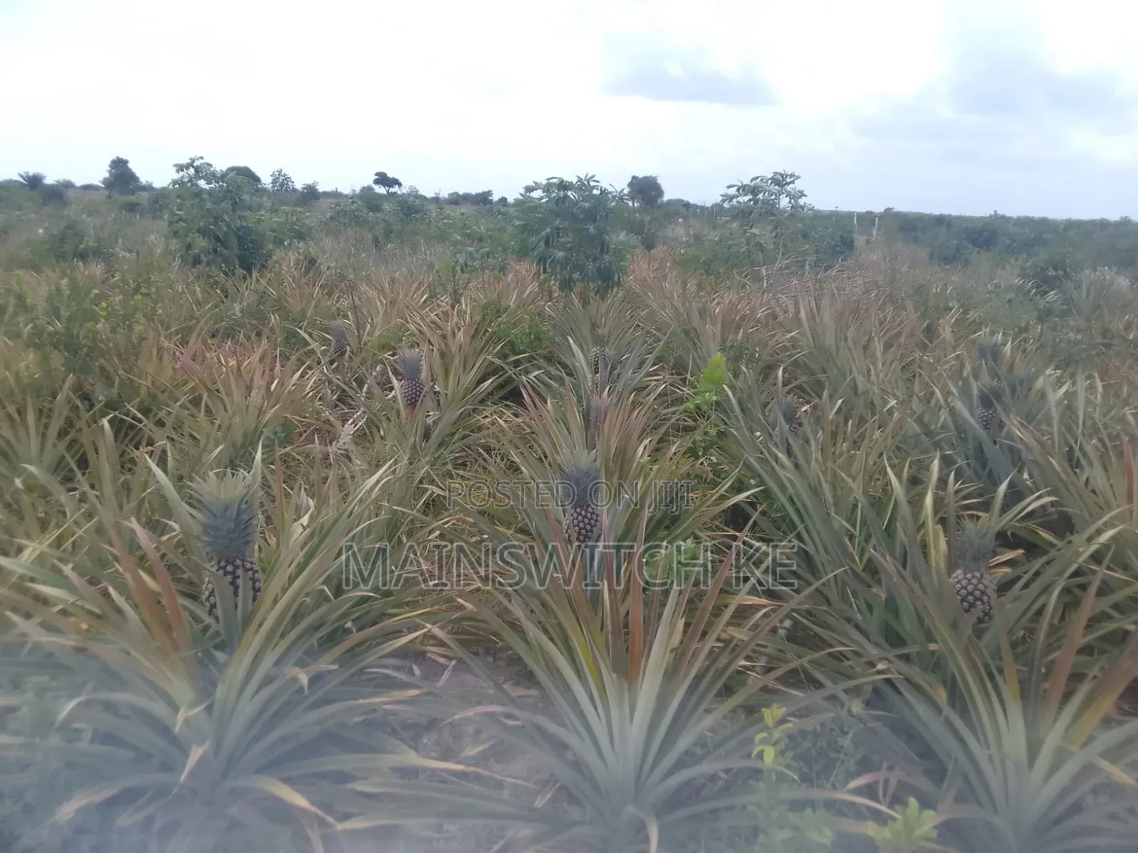 39.5 Acres With Adjudication Numbers Waiting for Tittle Deed for Sale in Magarini