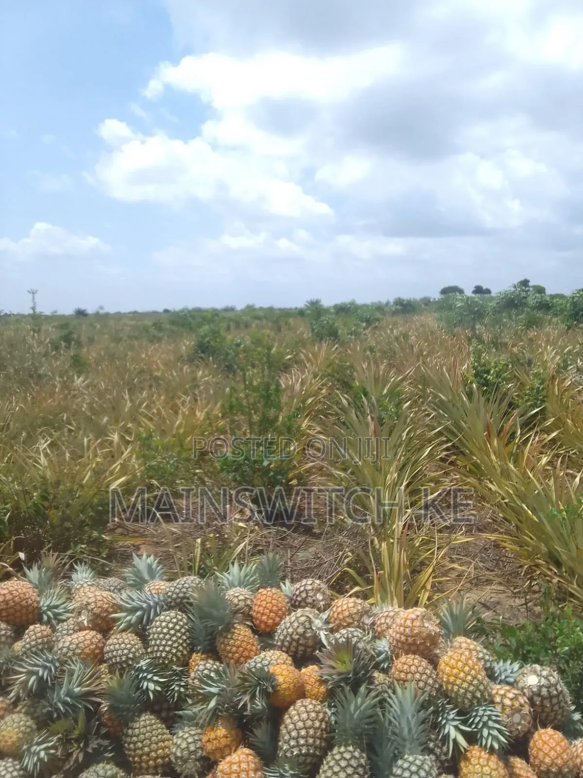 39.5 Acres With Adjudication Numbers Waiting for Tittle Deed for Sale in Magarini