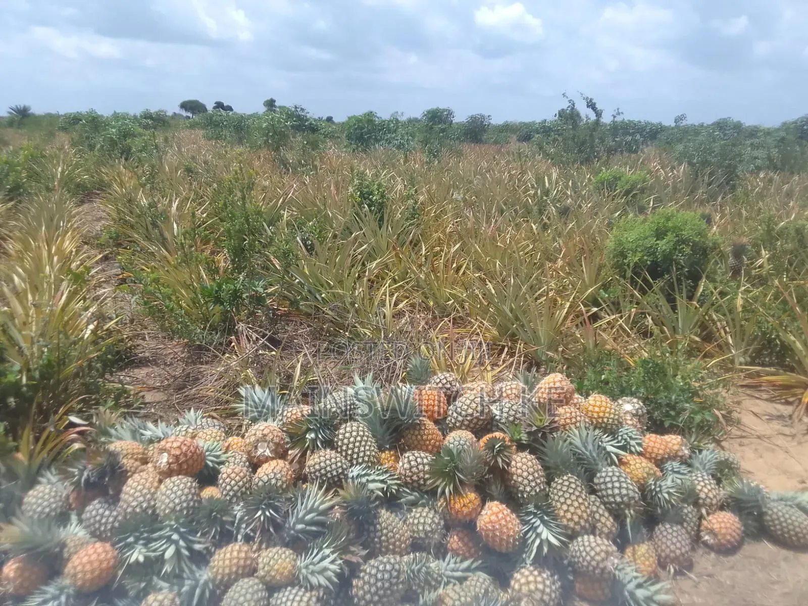 39.5 Acres With Adjudication Numbers Waiting for Tittle Deed for Sale in Magarini