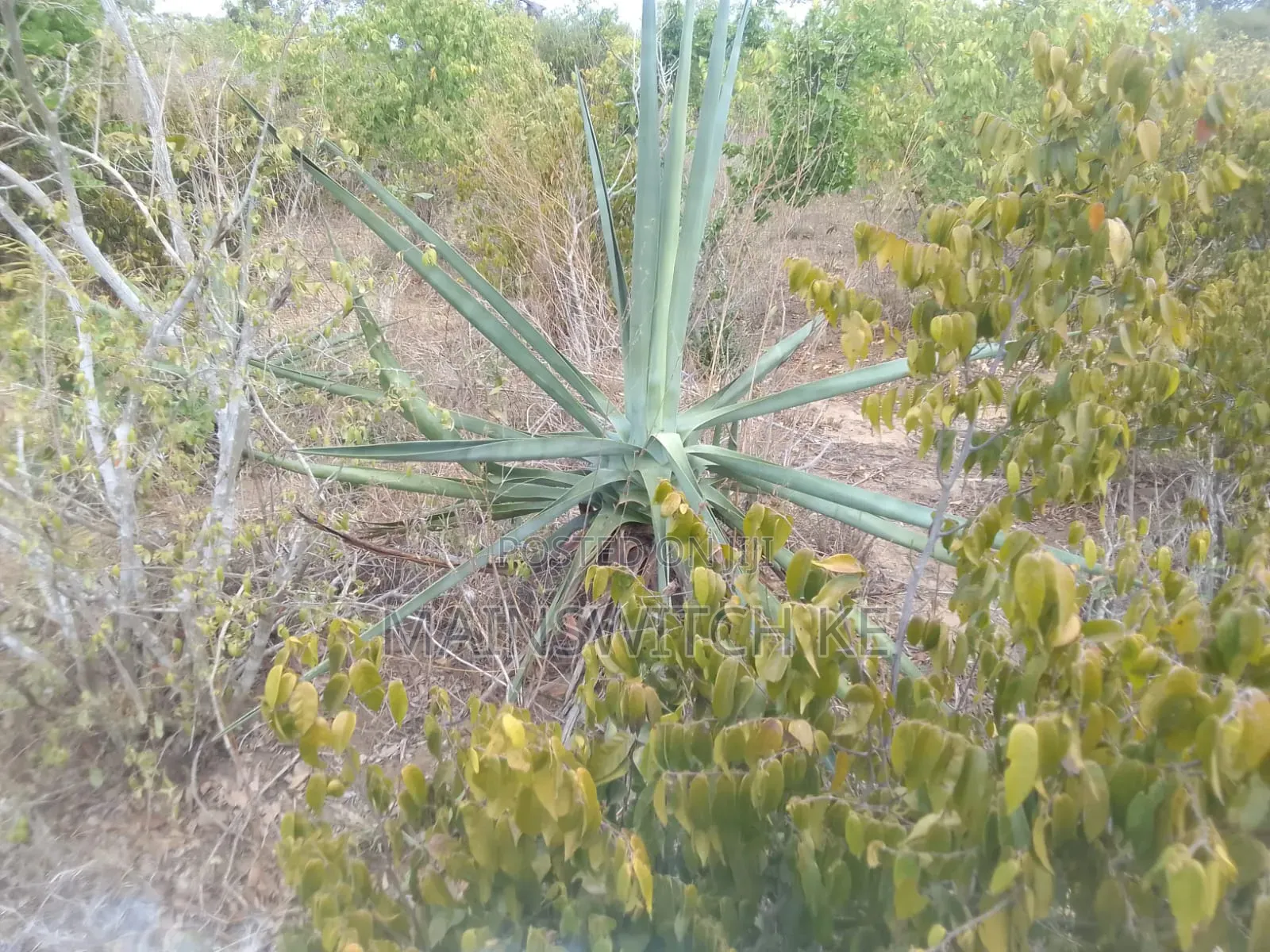27 Acres A Fertile Land For Cassava, Maize And Pineapples Plantation in Magarini