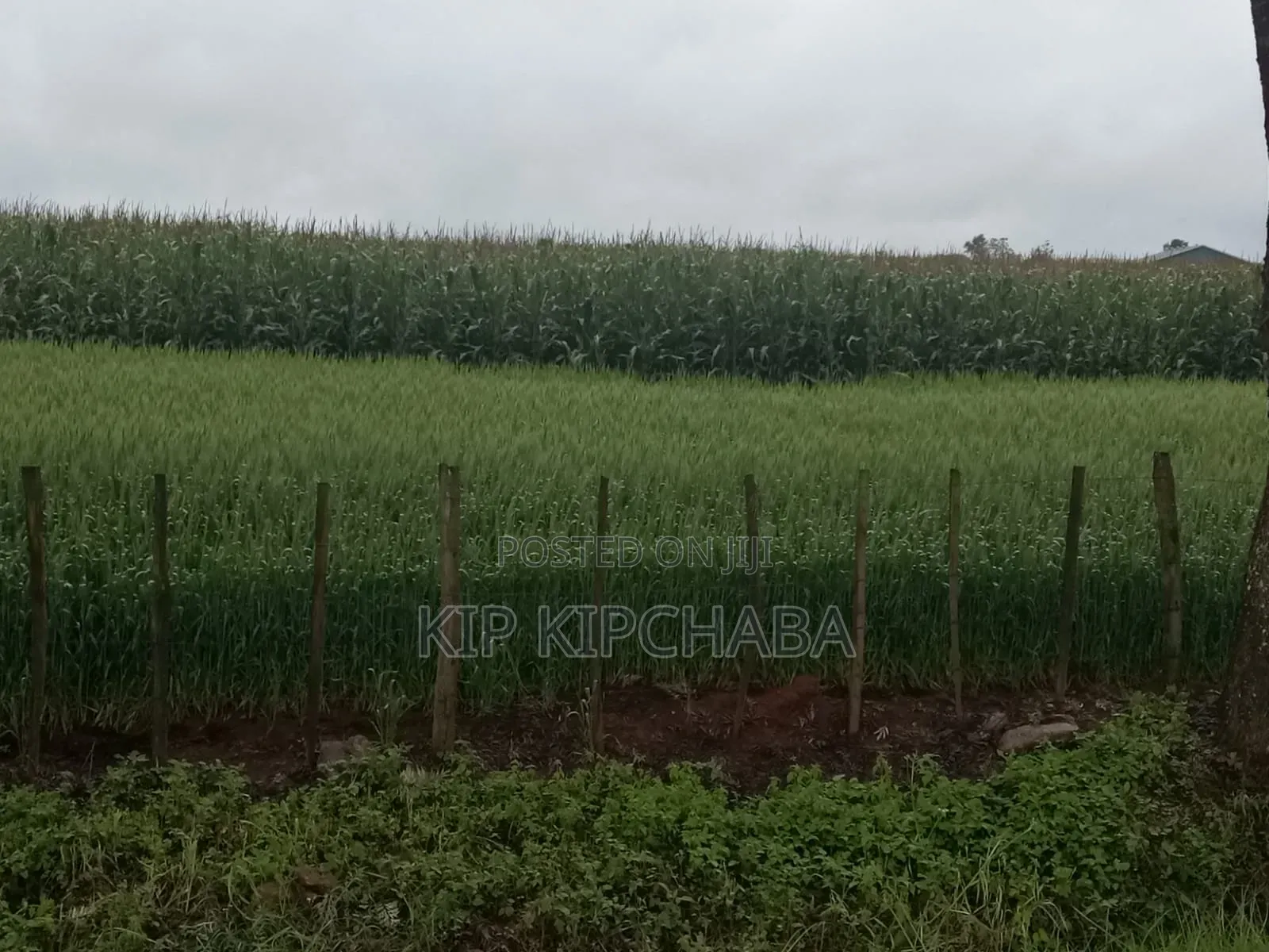 4bdrm Farm House in Soy for sale in Soy