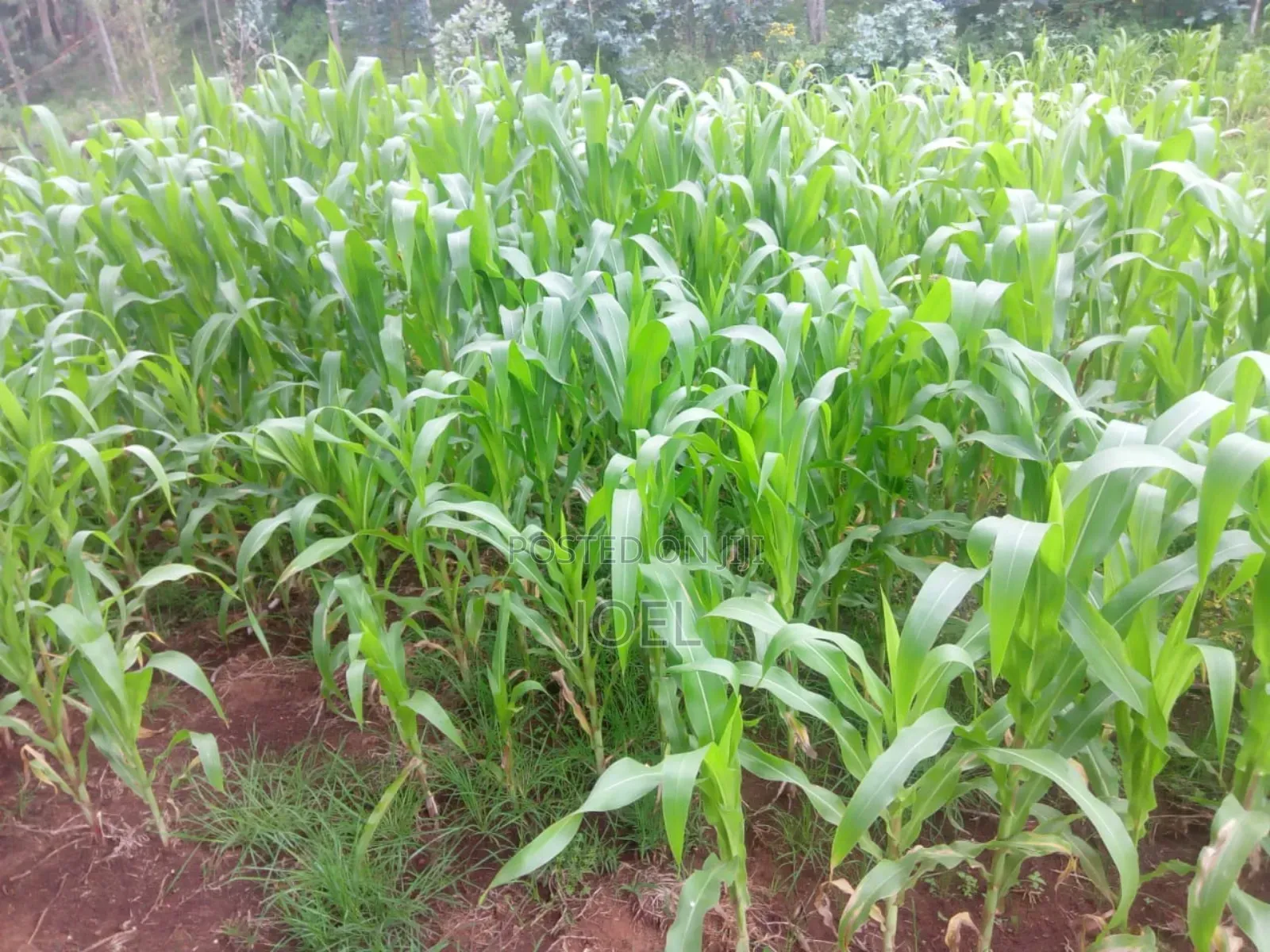 Isinya 3 Acres Land in Isinya