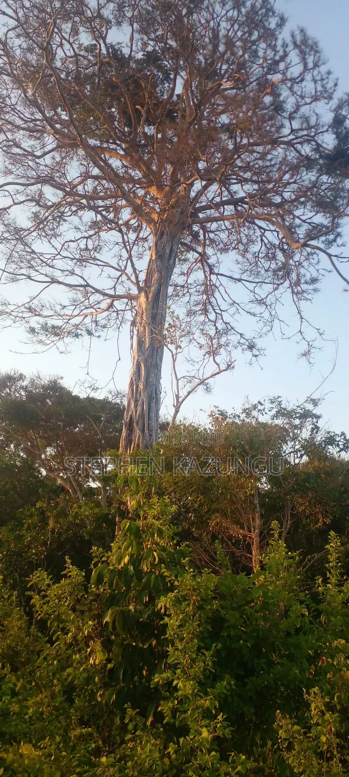 Galu Beach Plot 3.5 Acres on Sale. Close to the Cool Kaya Forest. in Ukunda