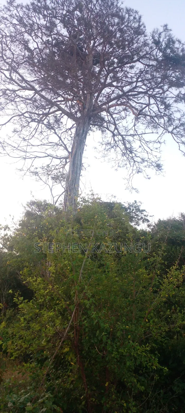 Galu Beach Plot 3.5 Acres on Sale. Close to the Cool Kaya Forest. in Ukunda