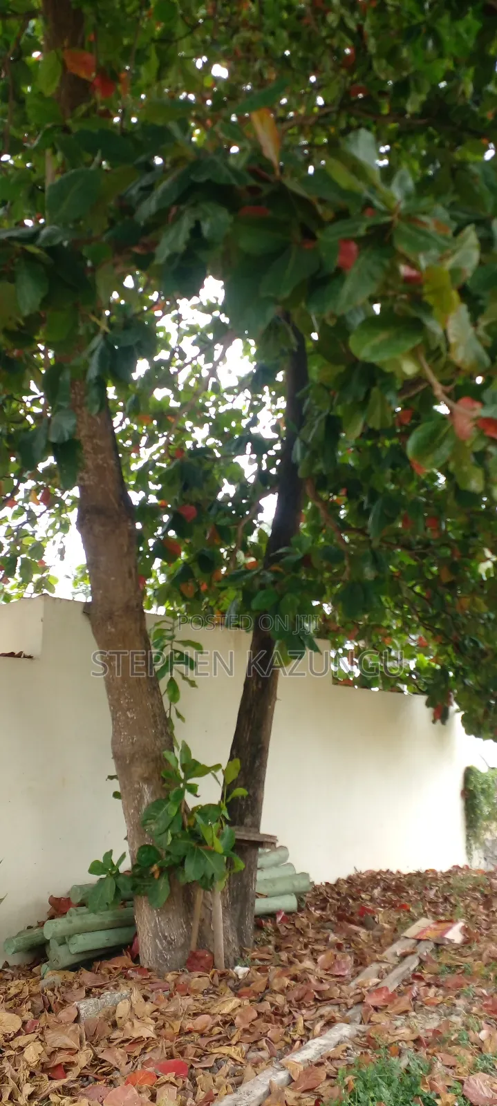 1 Acre White Sandy Beach Plot at Galu Beach in Diani. in Ukunda
