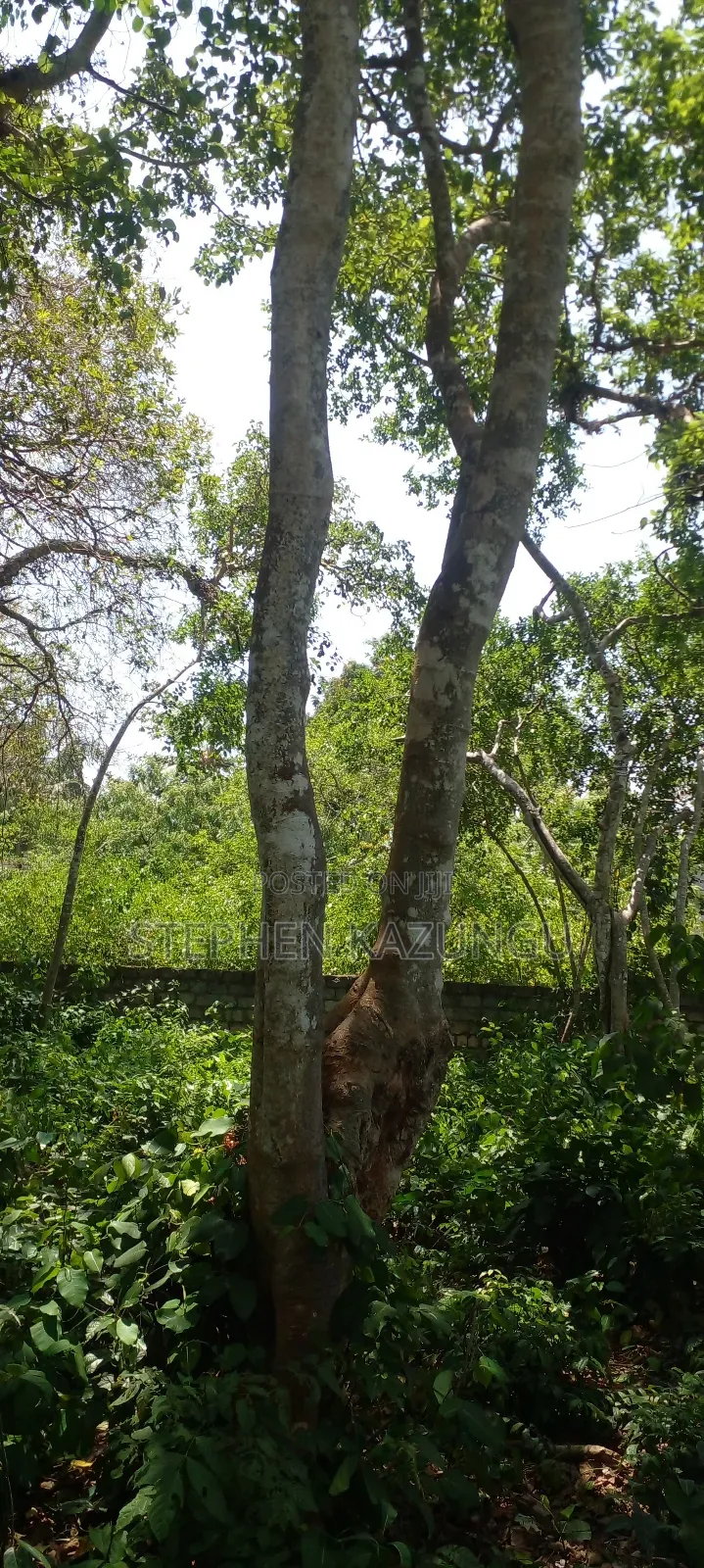 Galu Beach Plot 2 1/4 Acre Plot at a White Sandy at Galu. in Ukunda