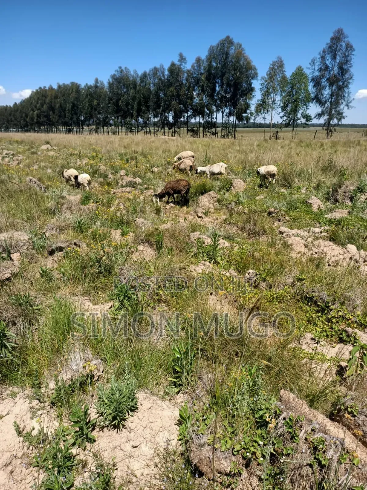 Nyandarua Ndunyu Njeru Nyakio Prime Agricultural 1 Acre in Engineer
