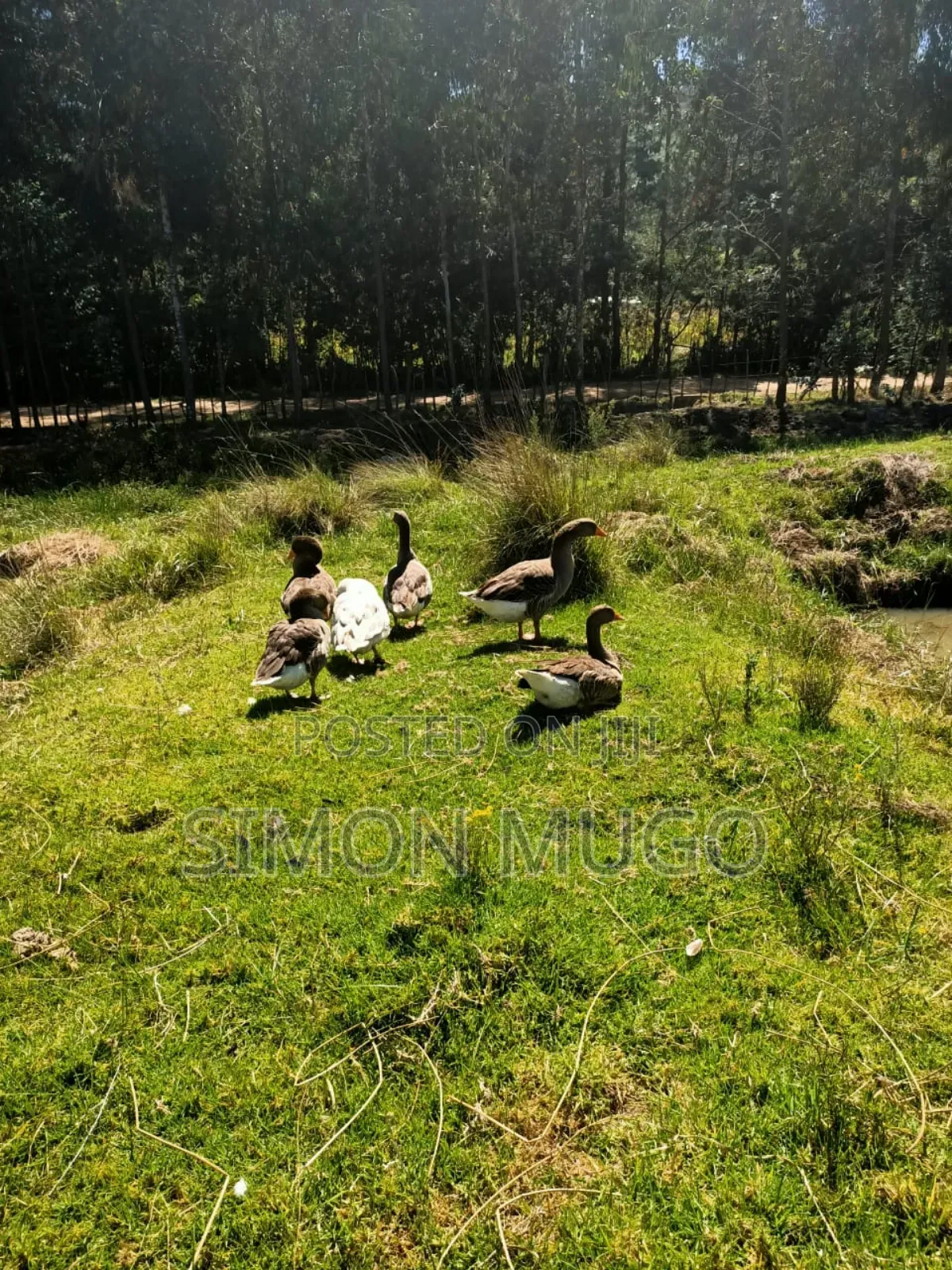 Nyandarua Ndunyu Njeru Nyakio Prime Agricultural 1 Acre in Engineer