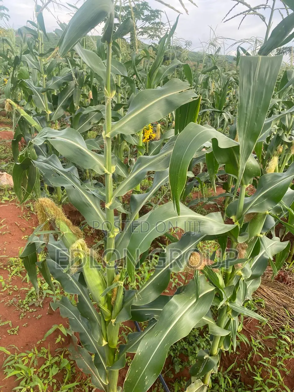 107 Acres In Gachuriri Embu- County in Central Ward