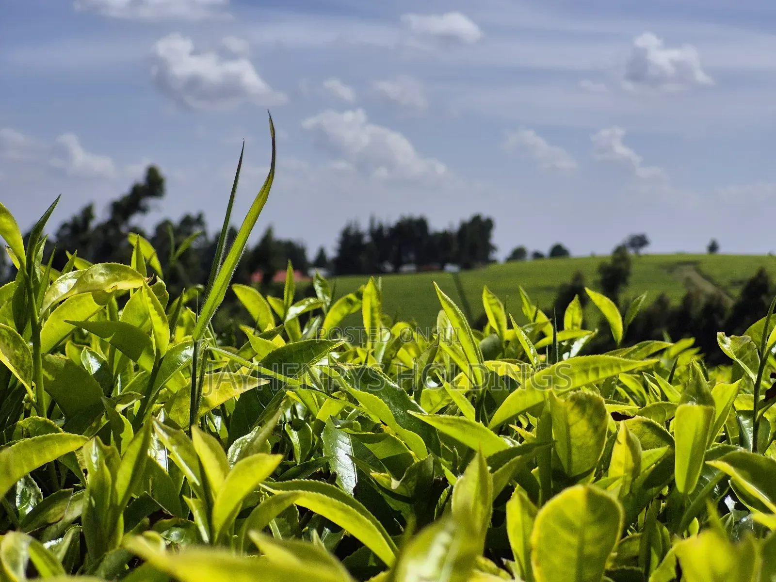 Land for Sale in Riara Ridge,Tigoni in Tigoni