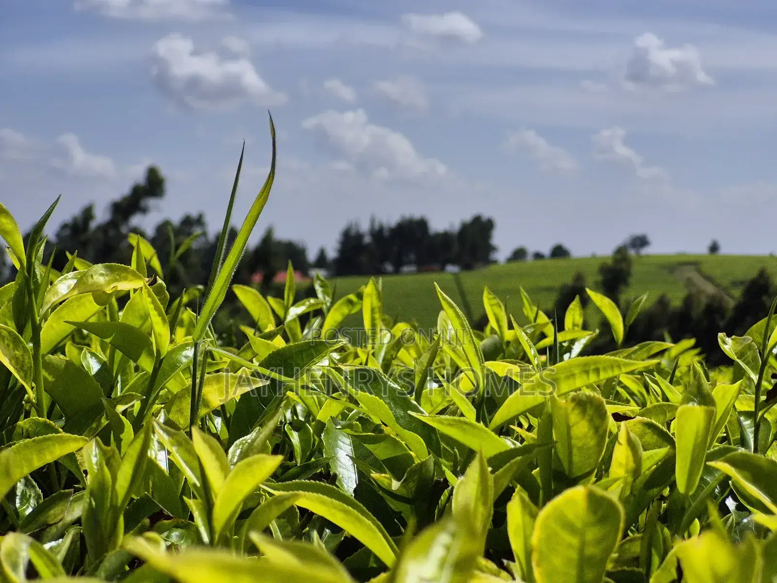 Land for Sale in Riara Ridge,Tigoni in Tigoni