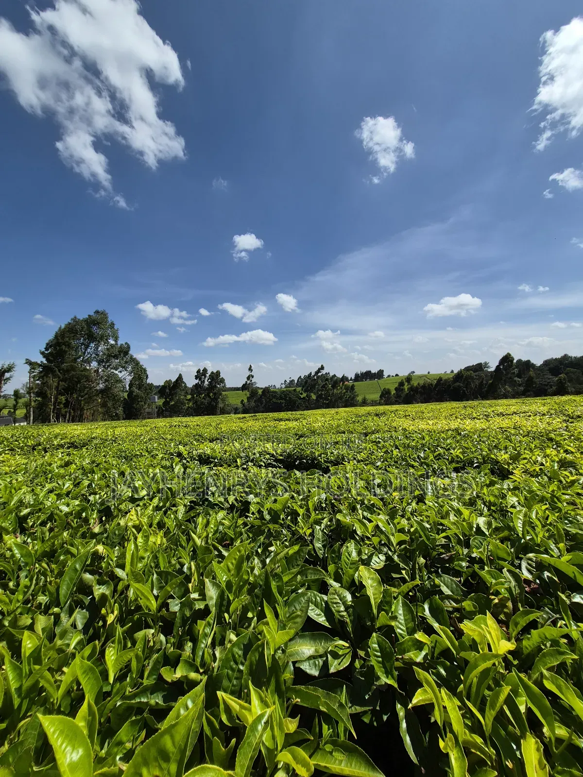 Land for Sale in Riara Ridge,Tigoni in Tigoni