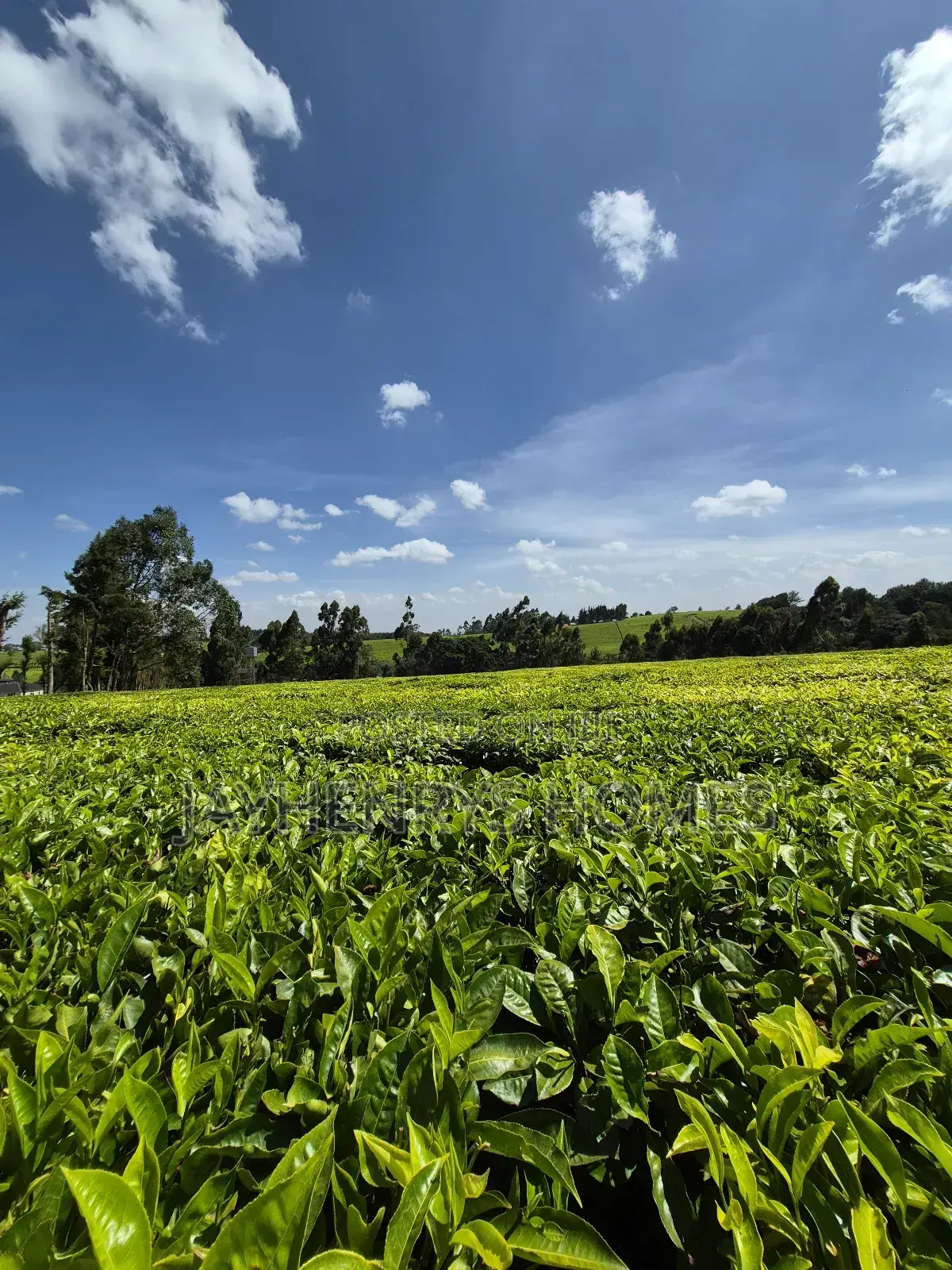 Land for Sale in Riara Ridge,Tigoni in Tigoni