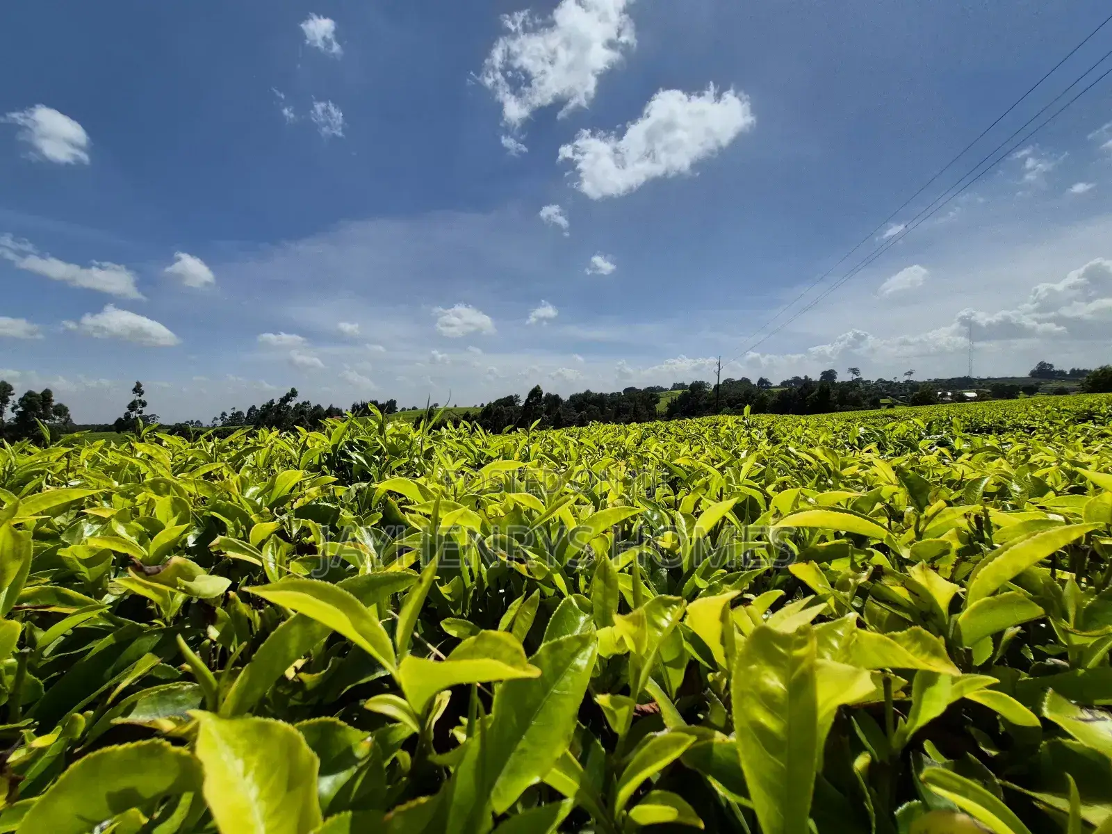 Land for Sale in Riara Ridge,Tigoni in Tigoni