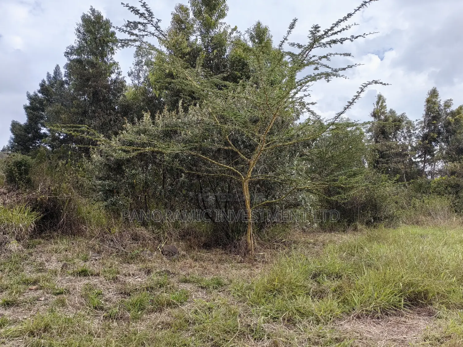 Half of an Acre for Sale in Losegetti Kikuyu Kiambu County. in Kikuyu
