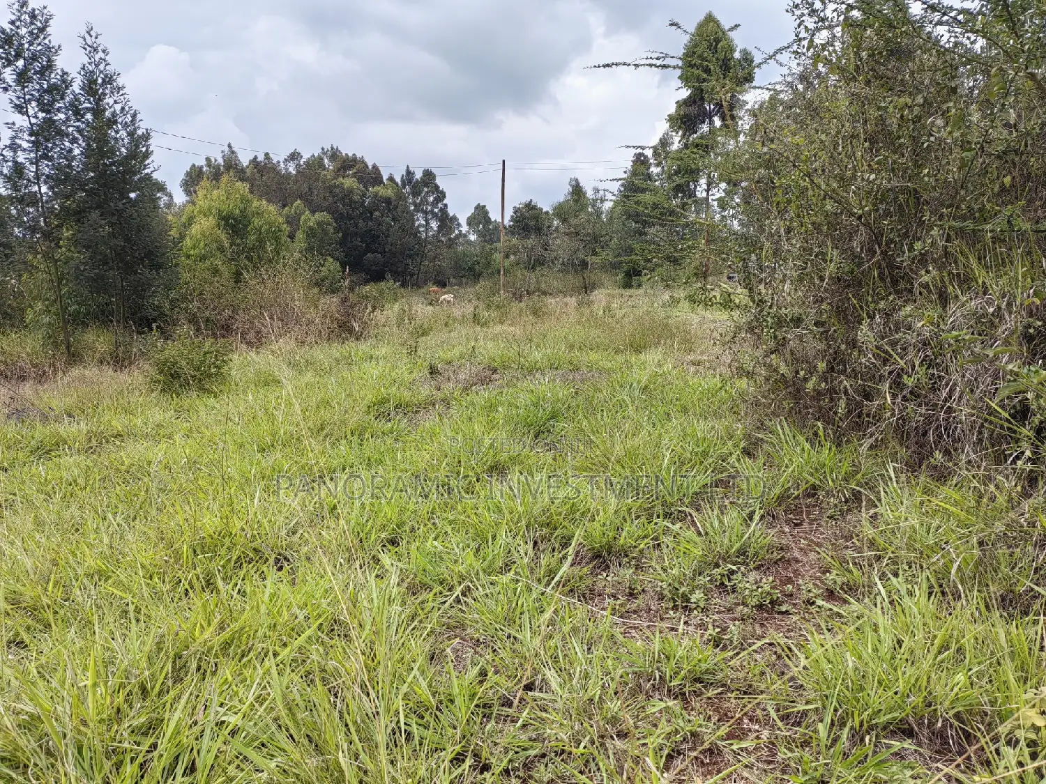 Half of an Acre for Sale in Losegetti Kikuyu Kiambu County. in Kikuyu