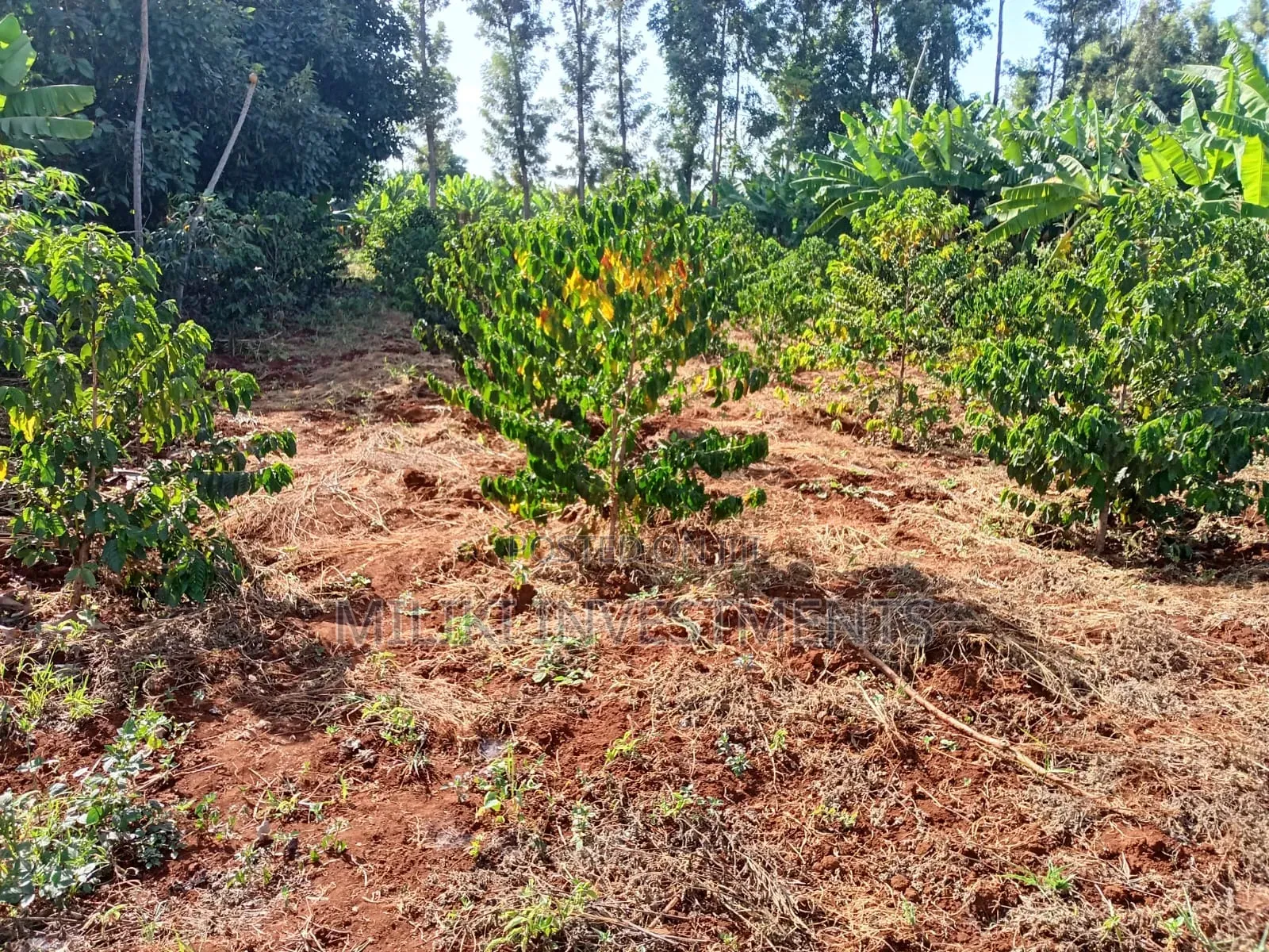 Quarter an Acre on Sale at Kangari -Kirinyaga. in Kangai