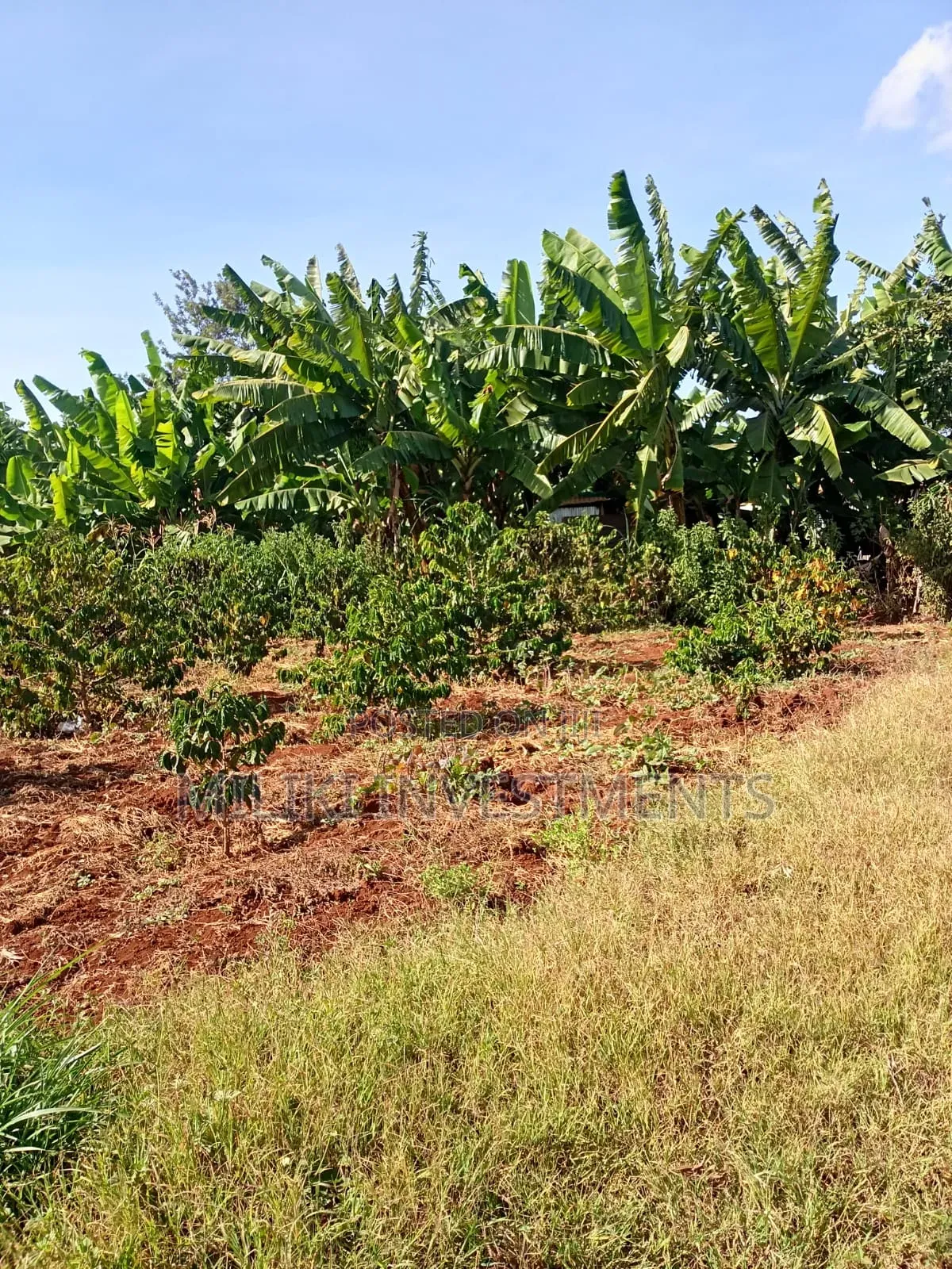 Quarter an Acre on Sale at Kangari -Kirinyaga. in Kangai