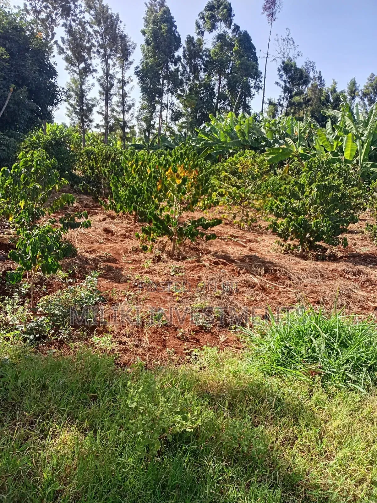 Quarter an Acre on Sale at Kangari -Kirinyaga. in Kangai