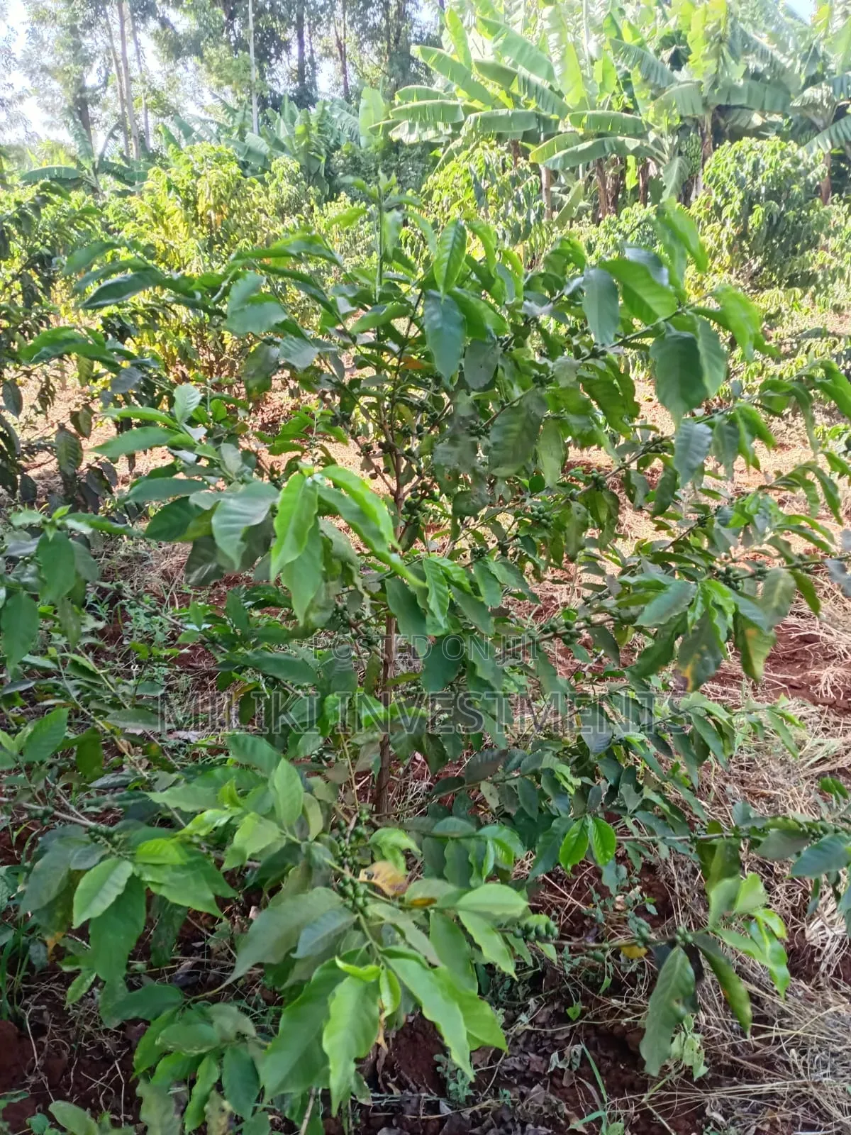 Quarter an Acre on Sale at Kangari -Kirinyaga. in Kangai