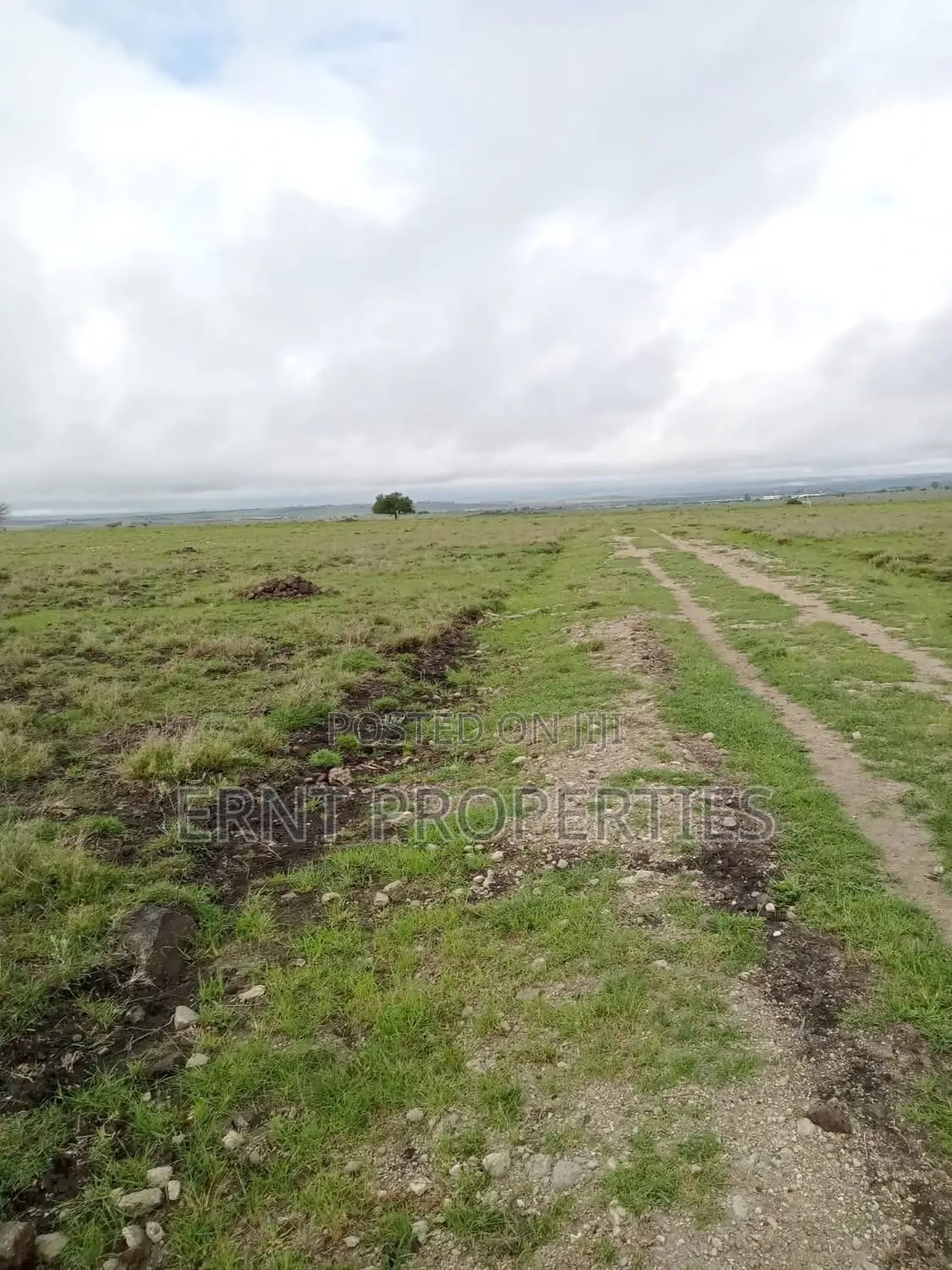 2 Adjacent Plots In Sabaki in Sabaki