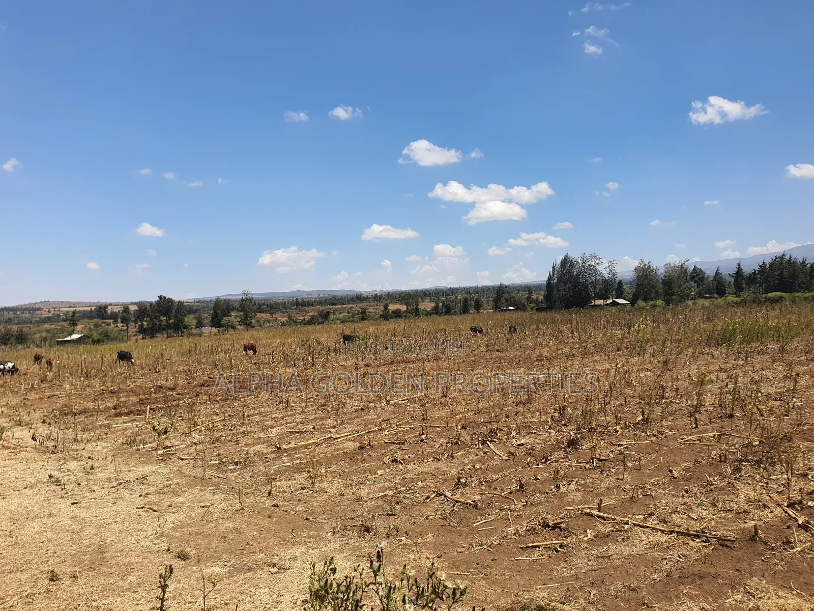 4 Acres in Ol Daiga in Nanyuki