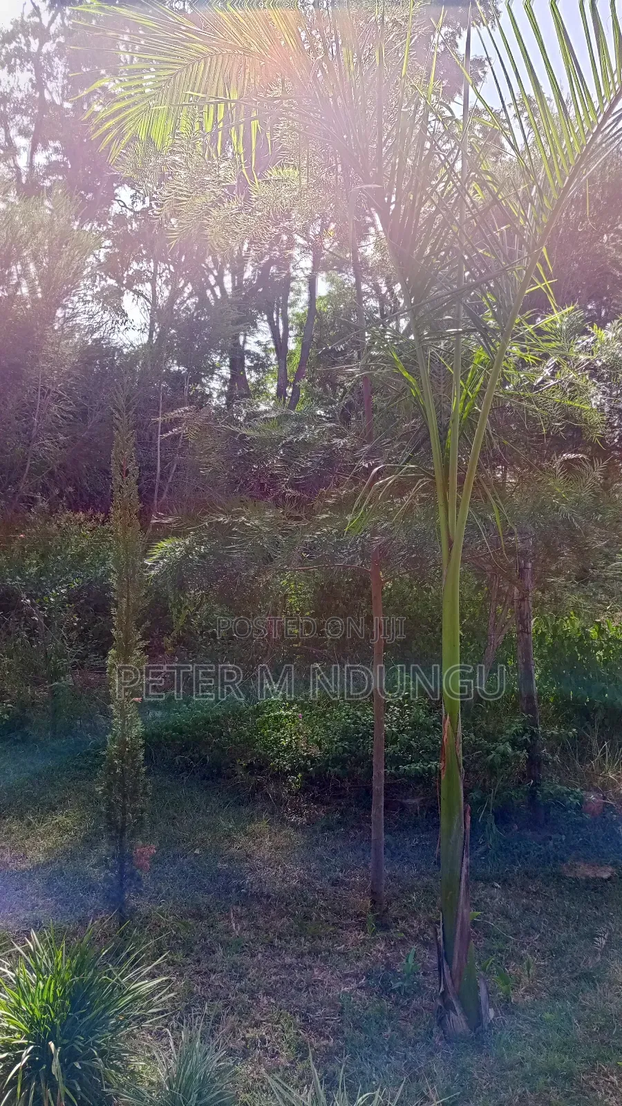 Garden Estate Residential 1/2 Acre on Sale, Title in Nairobi Central